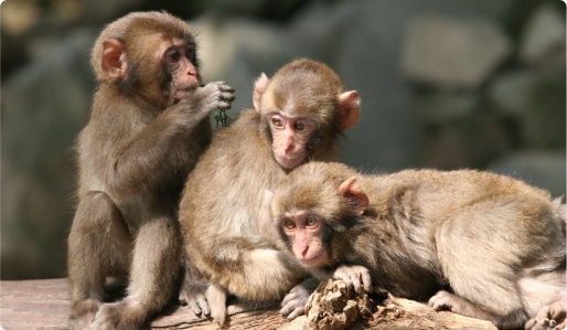 画像:高崎山自然動物園