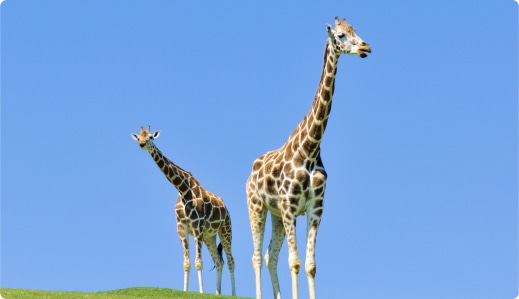 画像:九州自然動物公園アフリカンサファリ